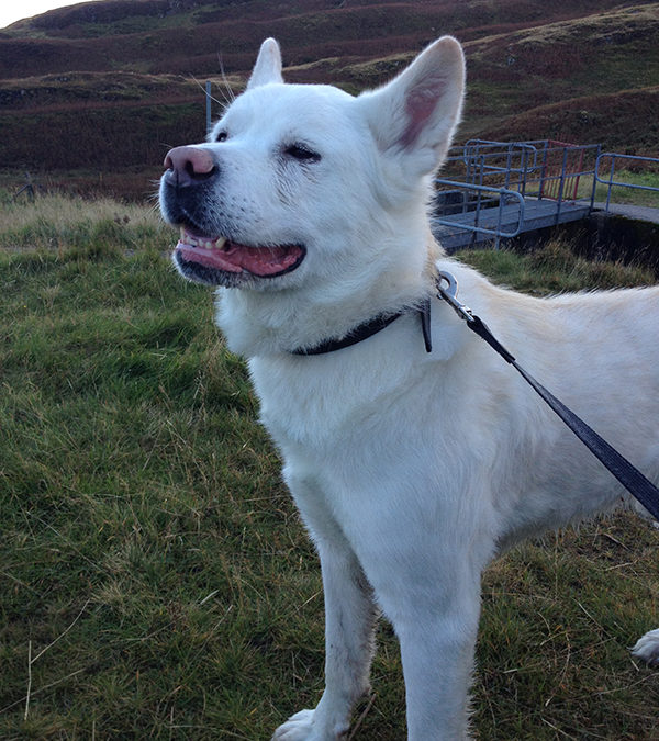 Roccos’s background