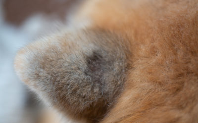 A big chunk of hair came off