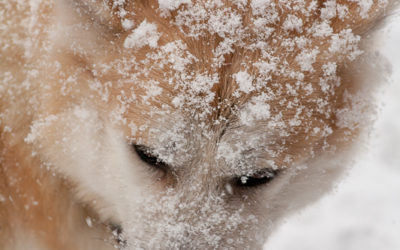 Why fight for a coat?