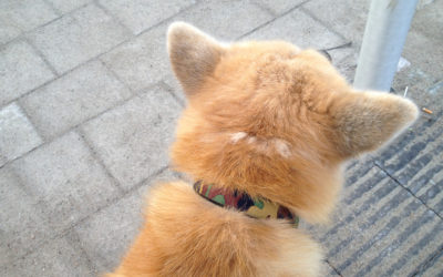 New visible SA-signs…